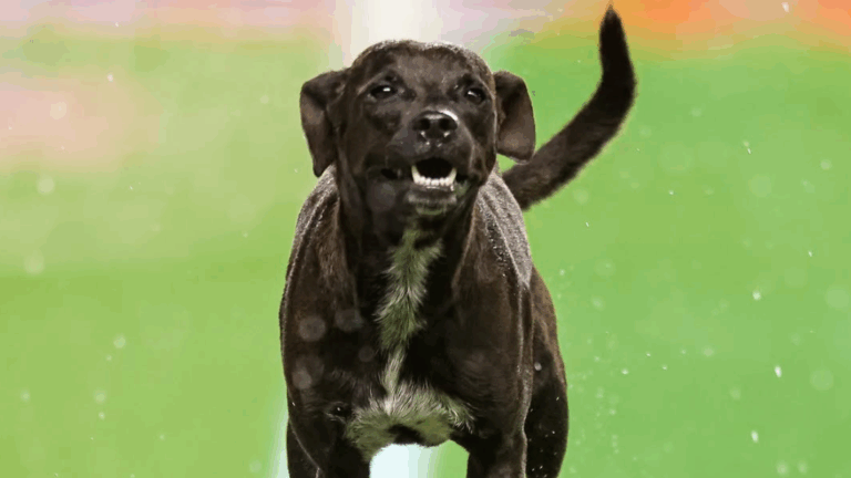 “Pretinha de volta”: confira fotos exclusivas da invasão durante Paysandu x CRB-AL